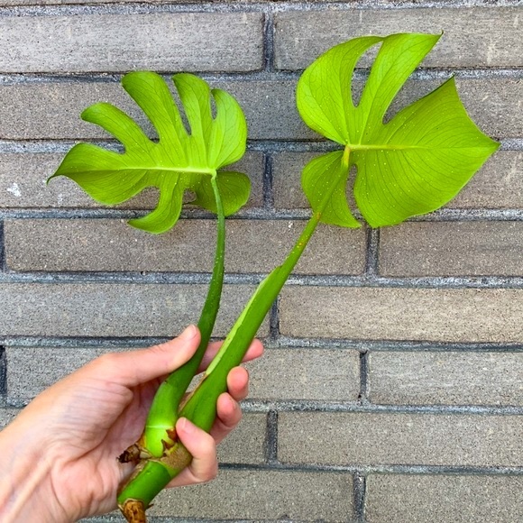 Monstera Deliciosa - Houseplant - Large - Picture 3 of 3